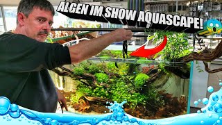 Algenfresser für das 270 Liter Aquascape Aquarium  Pflanzen schneiden [upl. by Hefter]