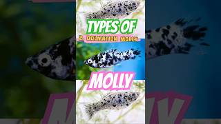 Types 💢 of Molly fishes 🐠 💫🪴 [upl. by Harlen]