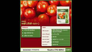 Saaho Tomato Syngenta agriculture farming [upl. by Patrice]