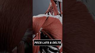 Your PECS LATS amp DELTS under the skin 3d anatomy animation medical medicalstudent [upl. by Durkin]