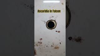 Ascaridia in Falcon viralshort birds fun media [upl. by Behre]