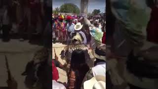 Caballo Bailando la CHONA en Ocoroni Sinaloa [upl. by Moshe56]