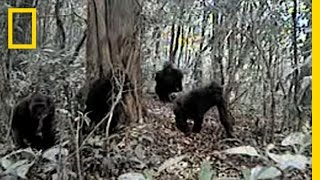 Rare Gorillas Caught on Camera  National Geographic [upl. by Itsirhc982]