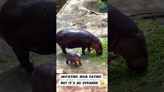 Moo Deng is imitating her mother eating but its so strange [upl. by Nilok]