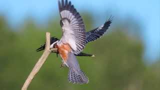 Belted Kingfisher photography video from a hide blind using placed perch—Wisconsin USA [upl. by Powers]