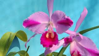 Cattleya trianae fsplashColorada orchid [upl. by Aseela889]