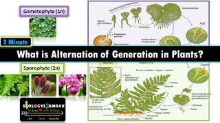 What is Alternation of Generations in Plants Sporophyte vs Gametophyte with examples [upl. by Anairuy]