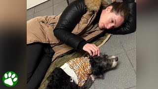 Miracle dog survives attack and powers through recovery to be reunited with his humans [upl. by Isidoro487]