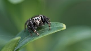 The Jumping Spider  Salticidae [upl. by Ailil]