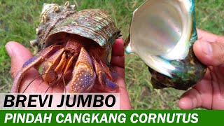 Kelomang Coenobita Brevimanus Pindah Cangkang Turbo cornutus  Aktifitas Kelomang  Crabpedia [upl. by Jenine]