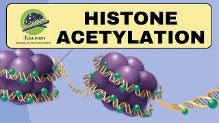 Histone Acetylation  Histone  Biodotcom  histone CSIR DBT GATE [upl. by Gensler925]