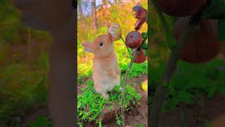 Curious Bunny Enjoys Fresh Figs in the Field 🐰 youtubeshorts cute animals bunnylife bunnys [upl. by Aniara]