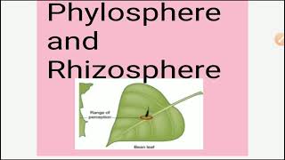 Phylosphere and Rhizosphere English and Hindi full notes with explanation [upl. by Barthold]