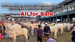 Price of cattle livestock auction market batangas philippines  quilting ganador at torete [upl. by Couture67]