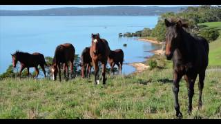 Lauriston Thoroughbred Farm [upl. by Neeven824]