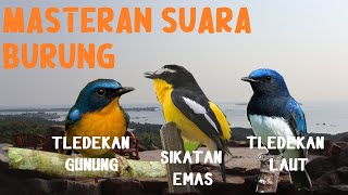 Masteran Suara Burung Tledekan Sulingan Gunung Laut dan Sikatan Emas [upl. by Cordalia226]