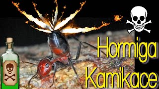 Hormiga Kamikace ASÍ EXPLOTA Camponotus explodens Colobopsis saundersi  Hormiguero Casero channel [upl. by Deming]