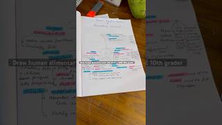 Human alimentary canal❤️ music cbse10thgrader study midterm [upl. by Arval]