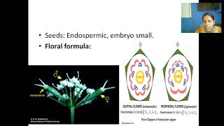 Umbelliferae or Apiaceae Family features [upl. by Hemminger]