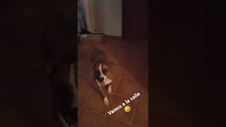 Shyla The American Pitbull nos vamos a la calle [upl. by Ocramed116]