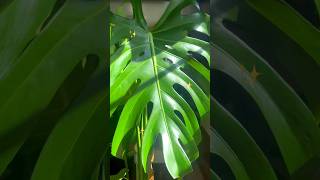 Monstera Deliciosa care plantas plants shorts [upl. by Llehcal387]