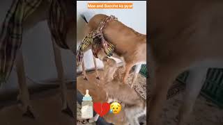 Bakri and baccha  kisan Bhai ka milk pilane ka jugaad shorts ytshorts [upl. by Towers243]