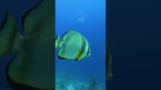 Orbicular Batfish  Sharm El Sheikh batfish [upl. by Wj825]