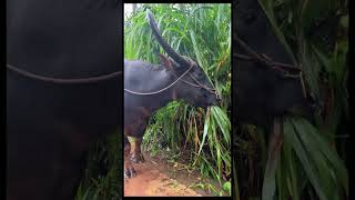 Buffaloes eating grass on rainy days Eating grass on rainy days Buffaloes Decompression Heal [upl. by Pembroke]