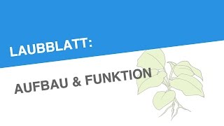 LAUBBLATT AUFBAU FUNKTION  Biologie  Biologie der Pflanzen und Pilze Mittelstufe [upl. by Aniaj]