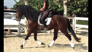 Beautiful baroque PRE stallion for dressage [upl. by Harolda8]