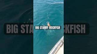 Island Fox Sportfishing california fishing shorts rockfish channelislands sportfishing edit [upl. by Fendig]