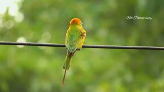 Beautiful Asian Green Beeeater Merops orientalis 💚😍 [upl. by Stag747]