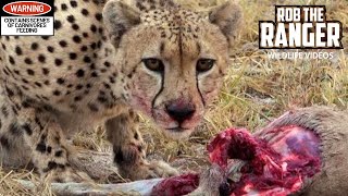 Male Cheetah Feeds On A Duiker [upl. by Comethuauc]