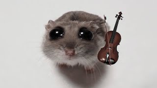 Sad Hamster Violin meme [upl. by Ultan]