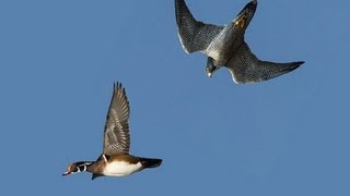 PEREGRINE FALCON STRIKES DUCK MIDAIR [upl. by Dnalel]