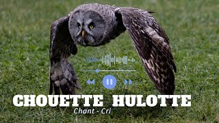 Chouette hulotte  chant et cri [upl. by Nomed]