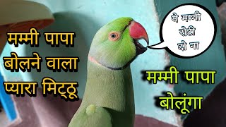 Pattu parrot talking mummy papa😱parrot mummy🥰parrot calling sound🦜Mitthu video😱Mithu talking🥰popat🦜😱 [upl. by Yahsan]