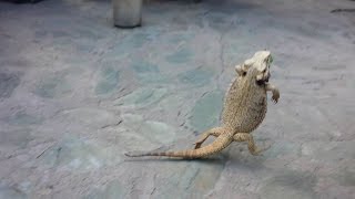 Bearded dragon running on two legs [upl. by Yelknirb648]