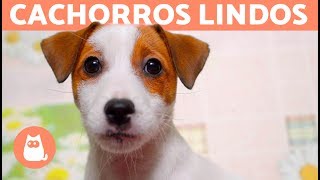 VÍDEOS DE CACHORROS FOFOS EM 4K por que tão lindos 😍 [upl. by Vadim1]