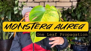 Monstera Aurea Leaf Propagation [upl. by Salhcin764]