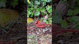 Northern Red Cardinal Morning Food Search nature [upl. by Anhcar]