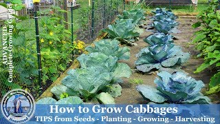 How to Grow Cabbage  Tips from Seeds Planting Growing Harvesting Cabbage [upl. by Animlehliw]