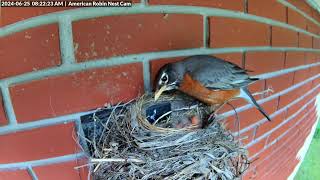 Robin Parents Feed the Nestlings [upl. by Sherburn]