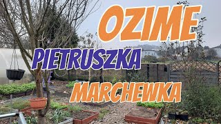 WYSIEW MARCHEWKI I PIETRUSZKI 🌱 ORAZ ŚCIĄGAM FOLIE Z TUNELU NA ZIMĘ ❄ OPADY ŚNIEGU JUŻ TUŻ TUŻ❄ [upl. by Silliw]