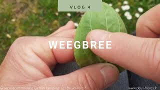 Natuur weetjes voor kinderen Vlog 4 Weegbree [upl. by Wilkison]