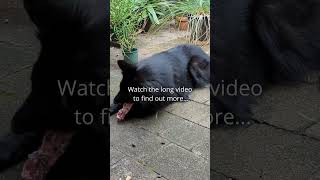 Feeding my Belgian Shepherd a Leg Bone [upl. by Lyle]