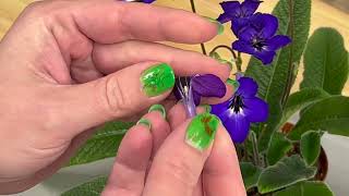 Pollinating Streptocarpus [upl. by Tram]