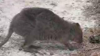 Quokkas on Rottnest Island [upl. by Toogood]