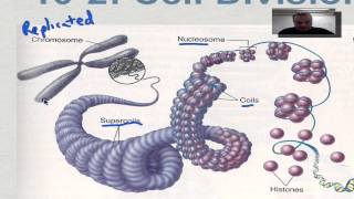 Chapter 10 Part 3  Eukaryotic Chromosomes [upl. by Ilellan261]