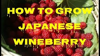 How To Grow Japanese Wineberry The Movie [upl. by Ymmij]